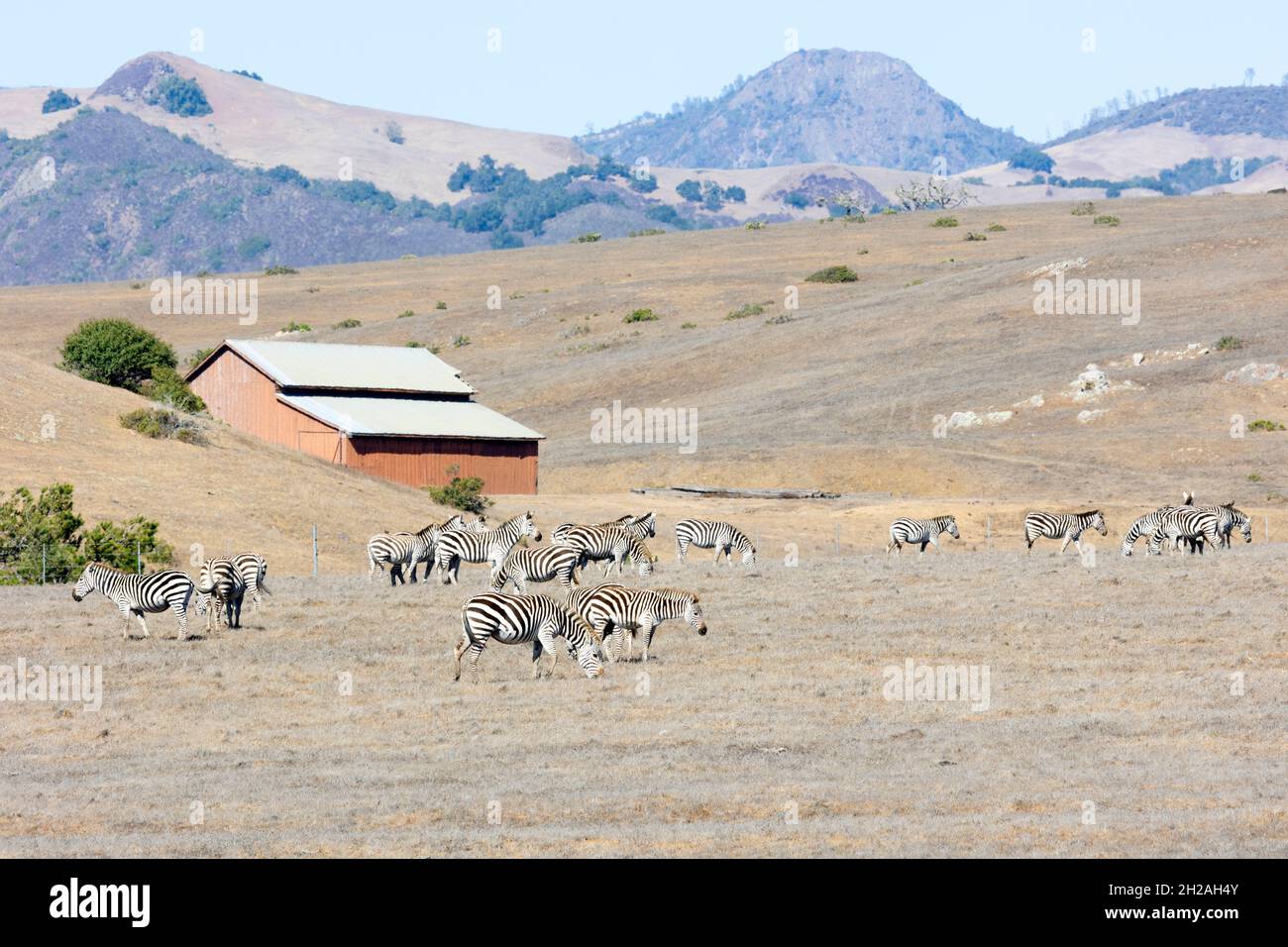 Large Zebra Herd on Hearst Ranch Stock Photo
