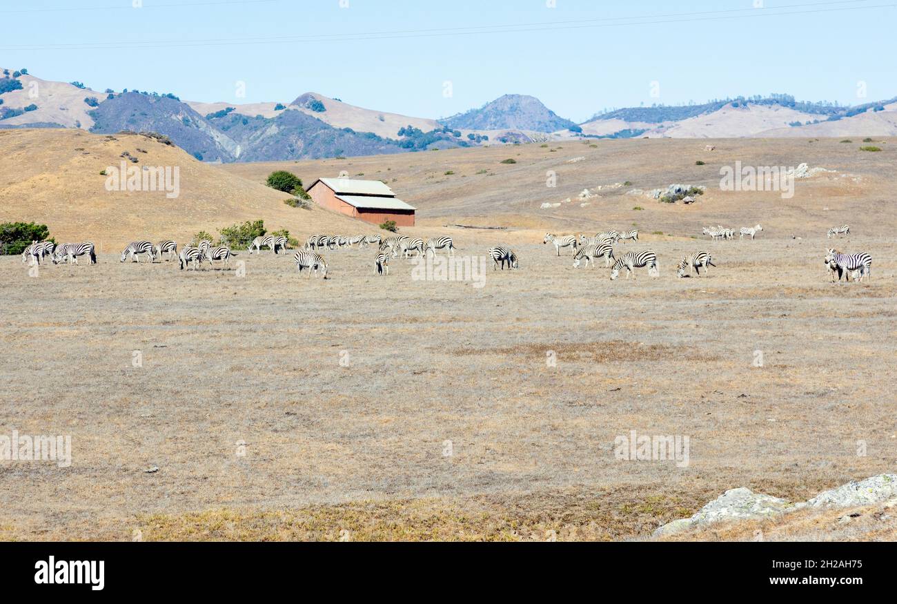 Large Zebra Herd on Hearst Ranch Stock Photo