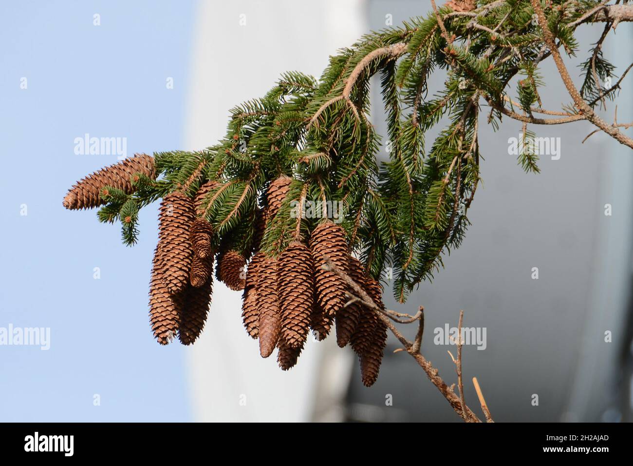 Zapfen eines Fichtenbaumes im Salzkammergut (Österreich) - Cones of a spruce tree in the Salzkammergut (Austria) Stock Photo
