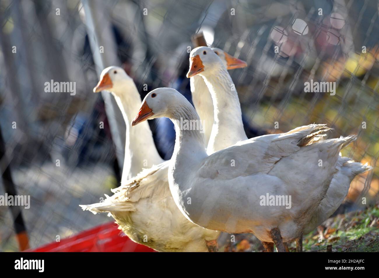 Drei Gänse in einem Gehege - Three geese in a enclosure Stock Photo