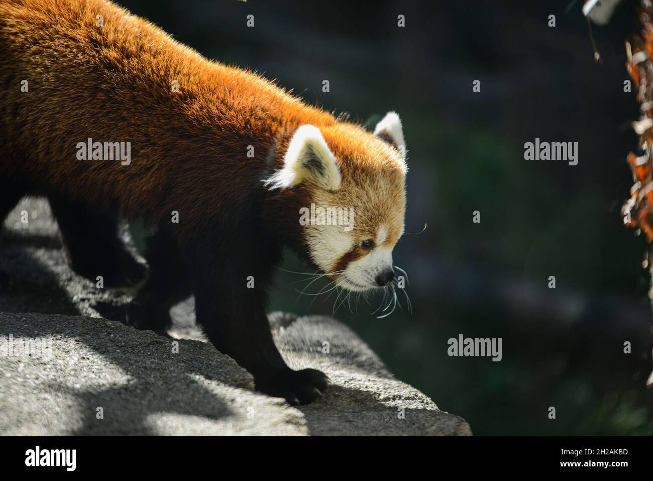 Closeup of an adorable red panda on a rock in a zoo under sunlight Stock - Alamy