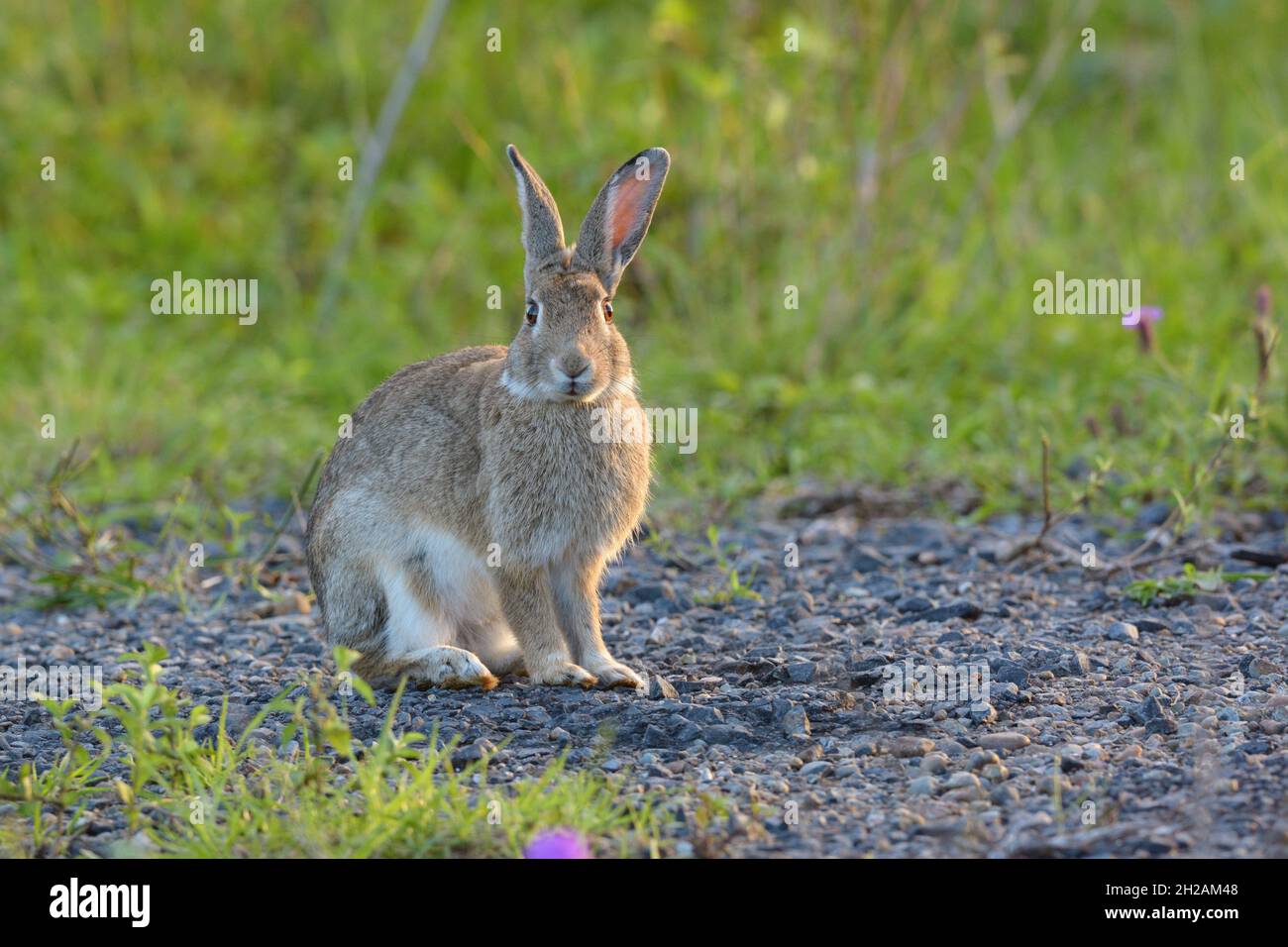 Australia pest species hi-res stock photography and images - Alamy