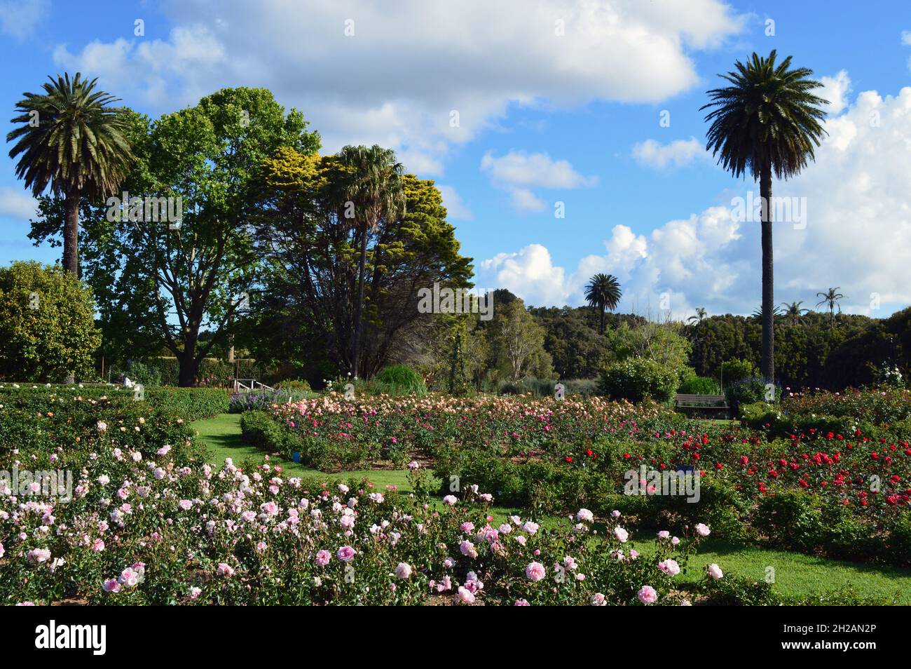 A rose garden in Centennial Park, Sydney Stock Photo - Alamy