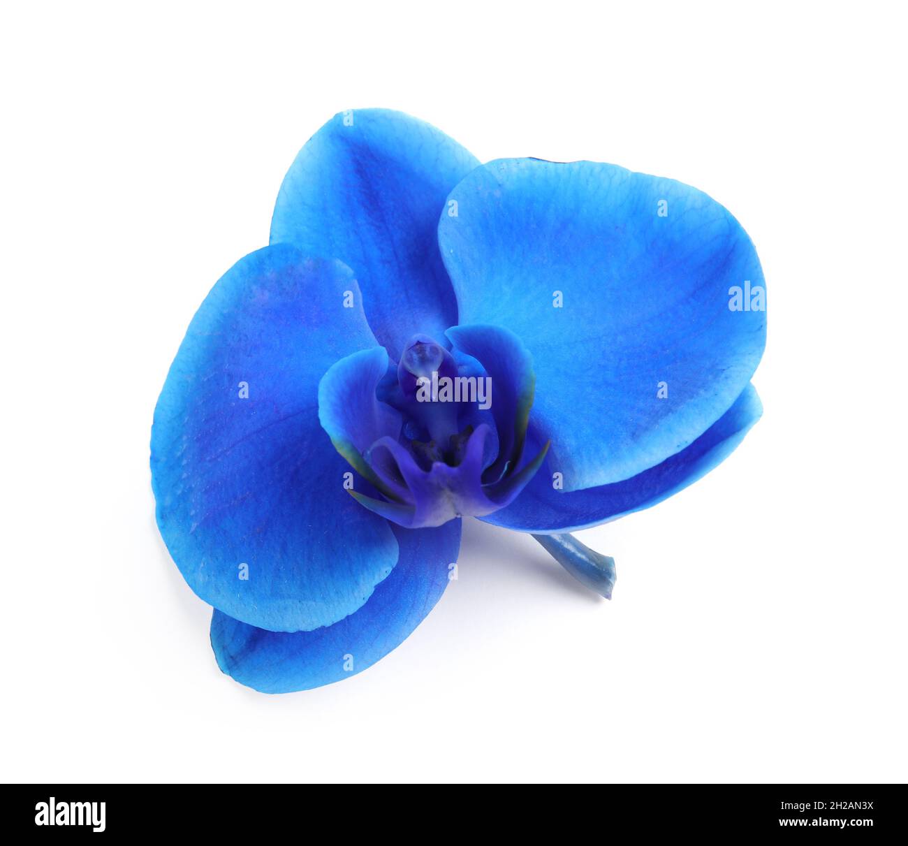Beautiful tropical orchid flower on white background Stock Photo - Alamy