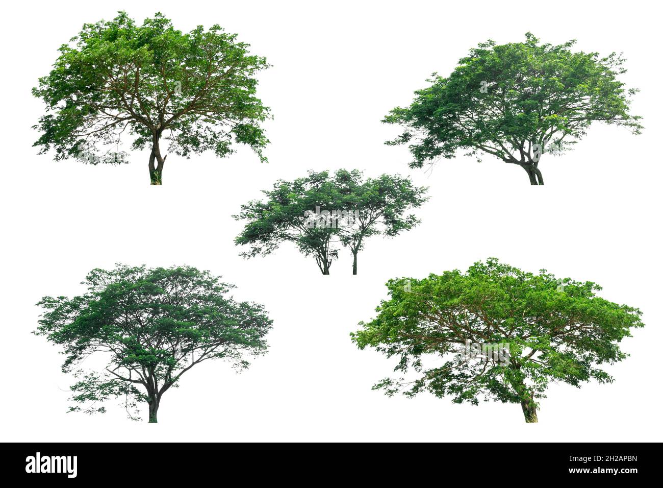 Collection of trees isolated on white background Stock Photo - Alamy