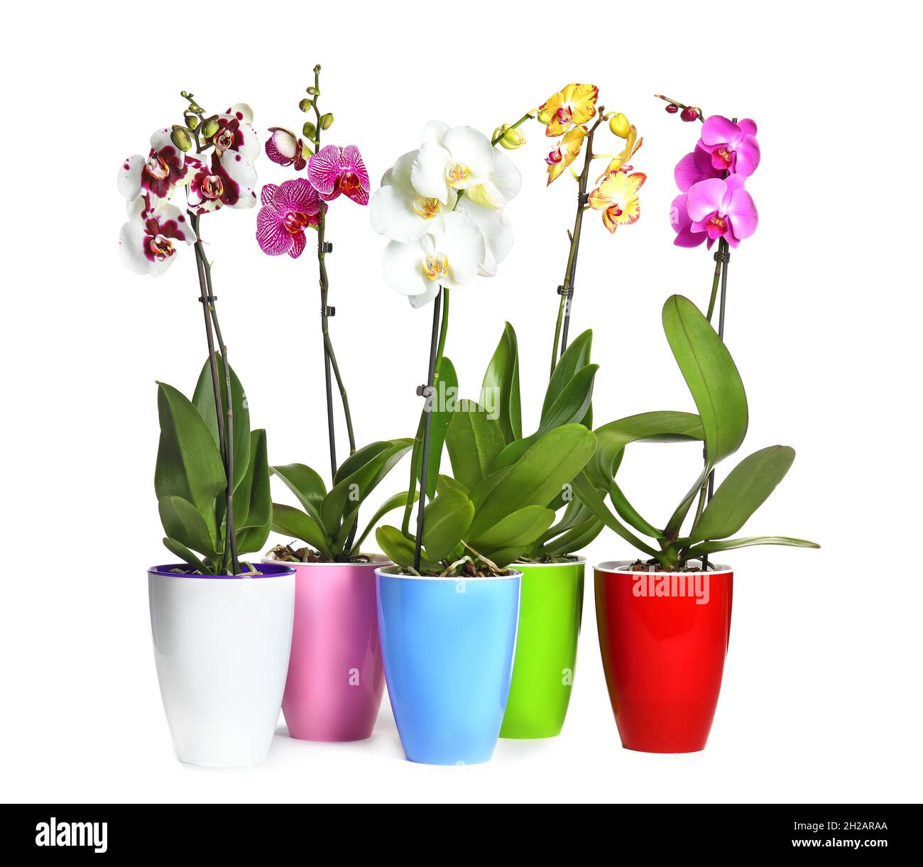 Beautiful tropical orchid flowers in pots on white background Stock ...