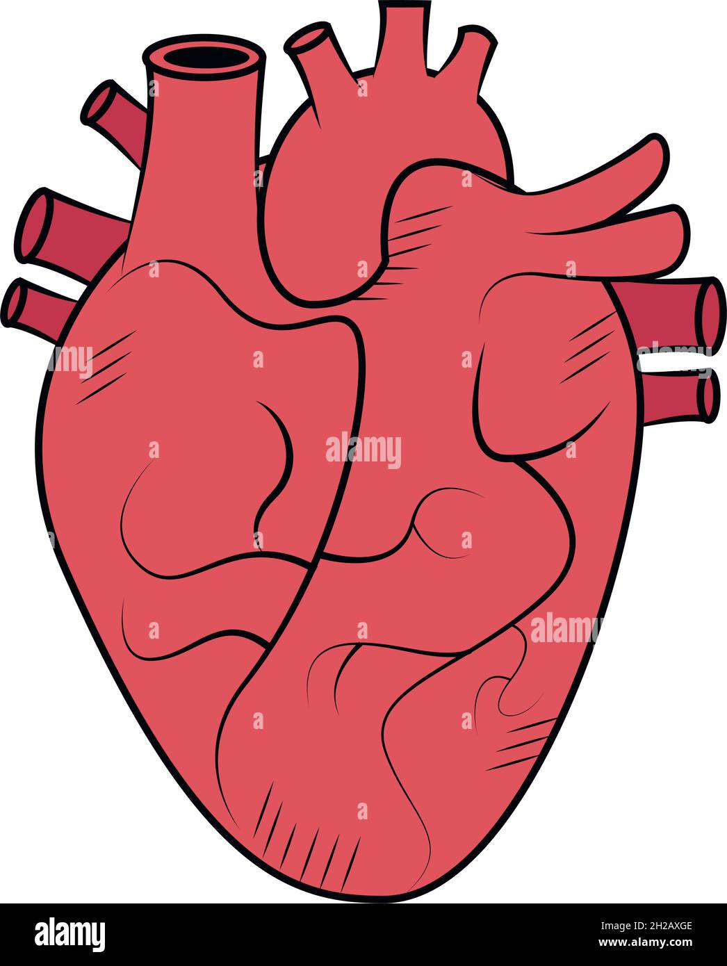 red heart organ Stock Vector Image & Art - Alamy