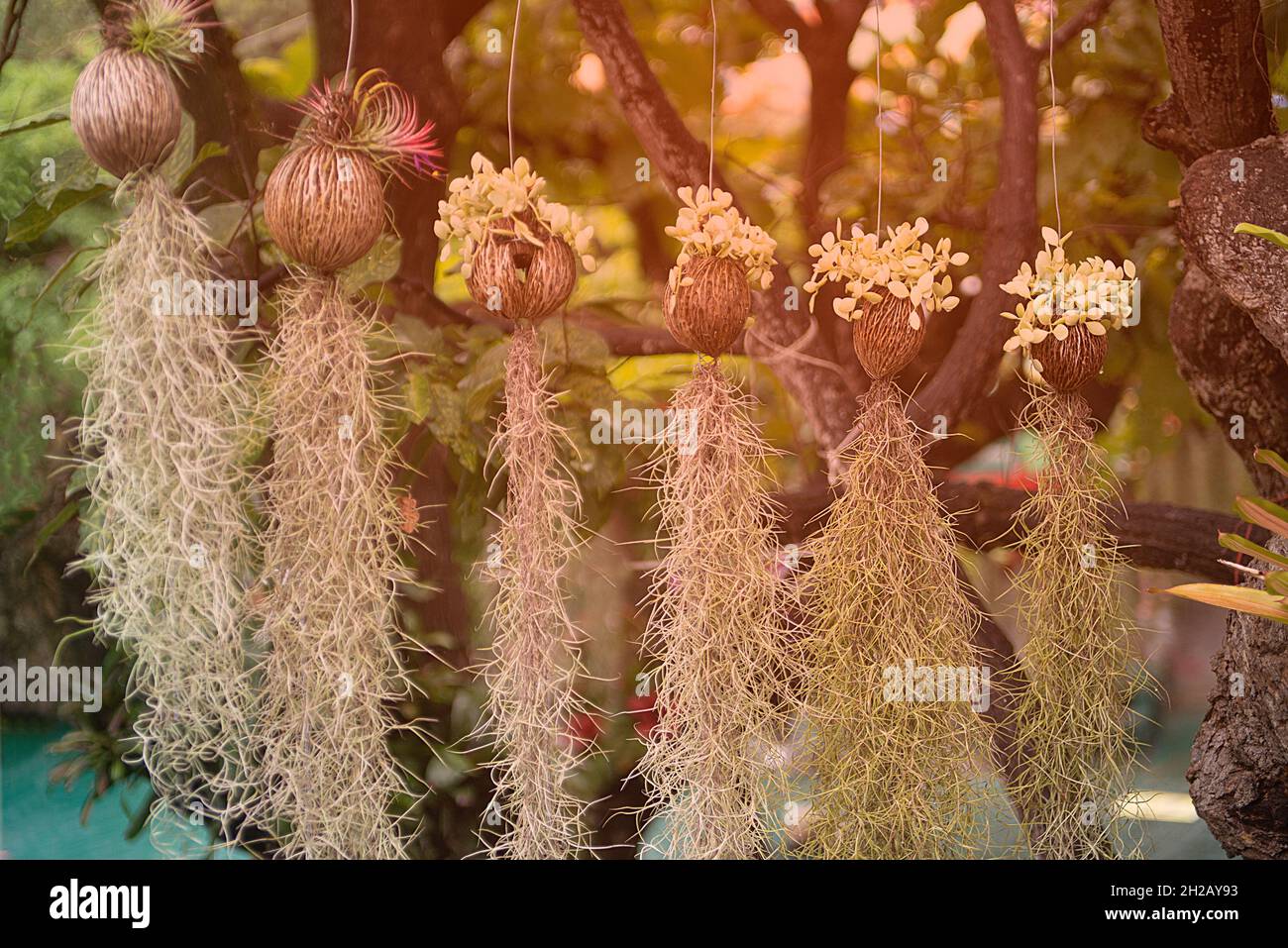 Tree with hanging roots decorations in the park Stock Photo Alamy