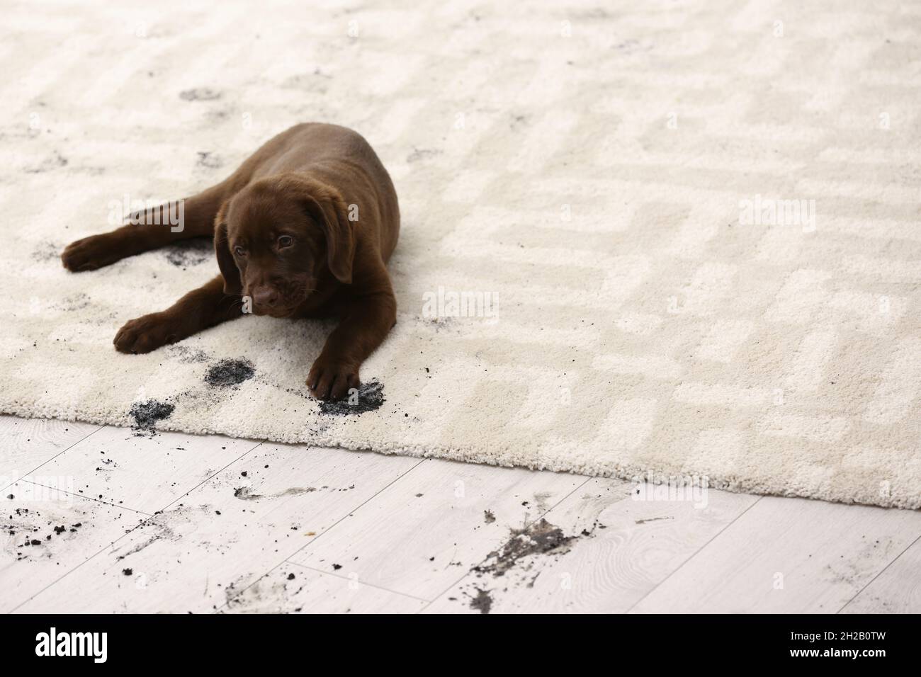 Cute dog leaving muddy paw prints on carpet Stock Photo Alamy
