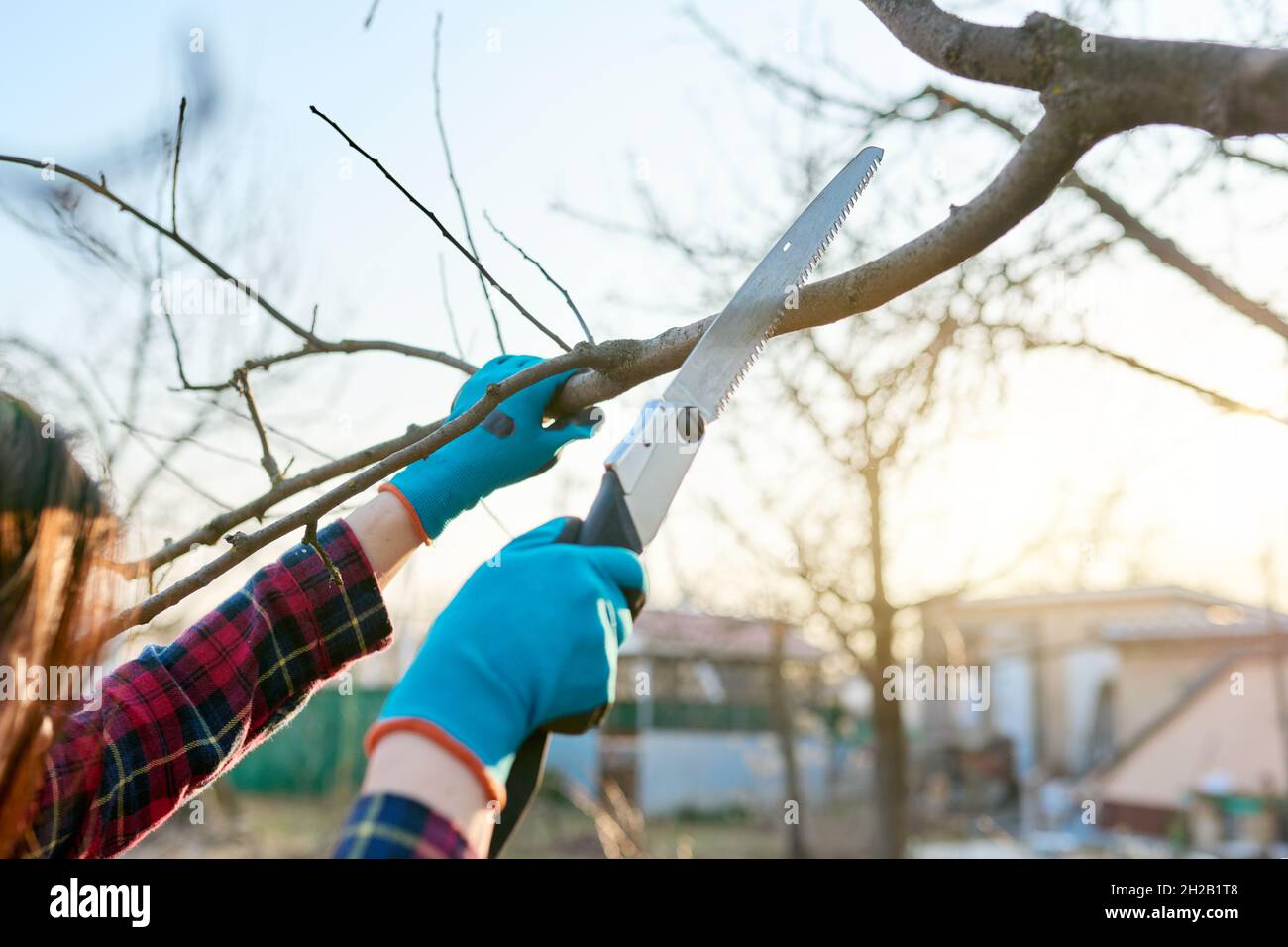 Cut off branches trees in hi-res stock photography and images - Alamy
