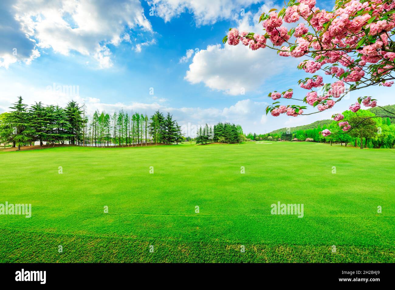 Green grass and forest in spring season Stock Photo - Alamy
