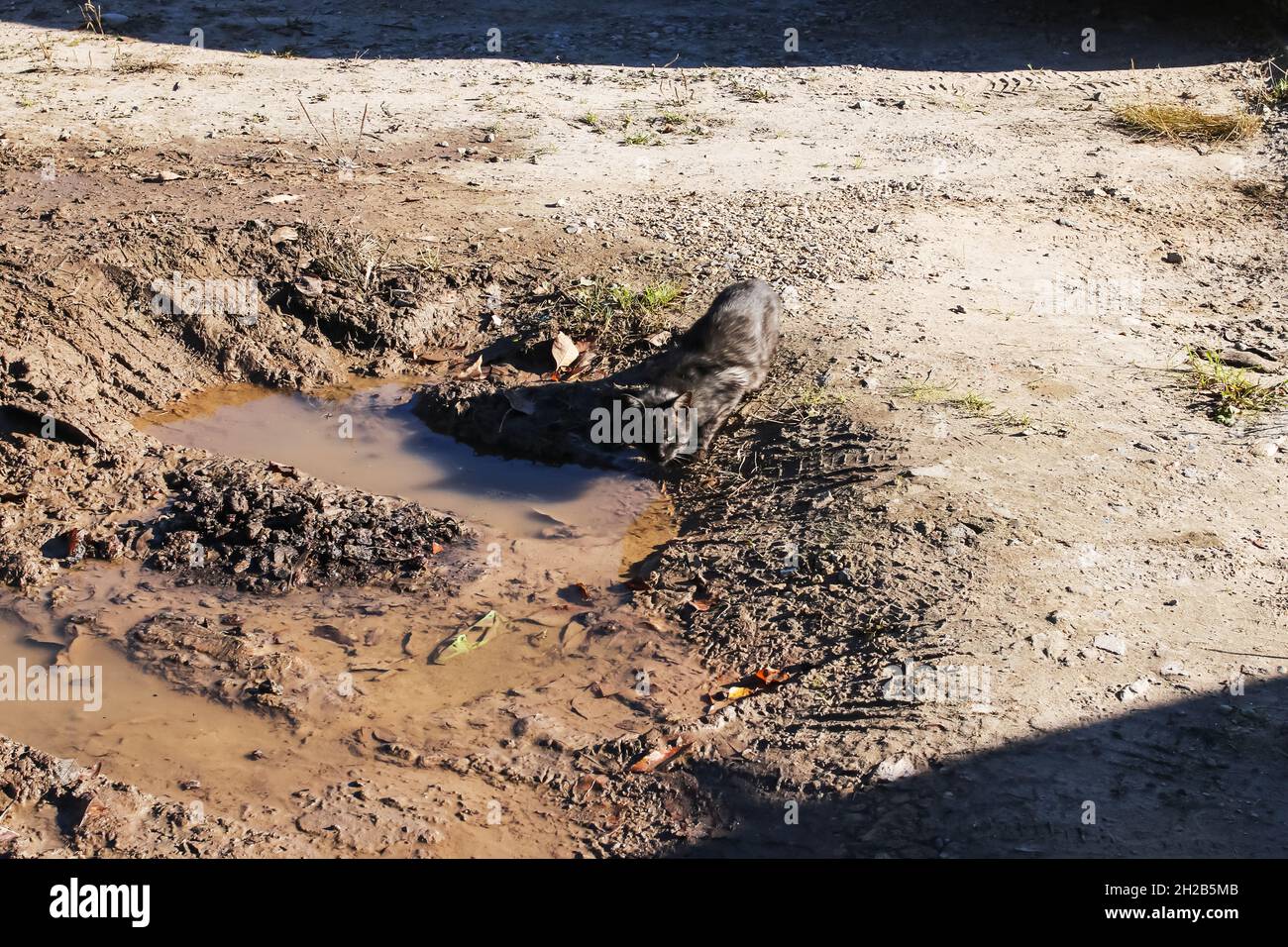 A stray cat drinks water from a puddle close up Stock Photo