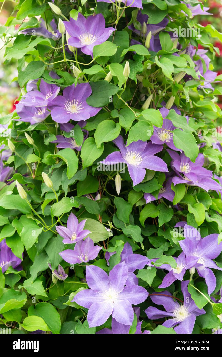 Clematis ‘Diana’s Delight’ Stock Photo - Alamy