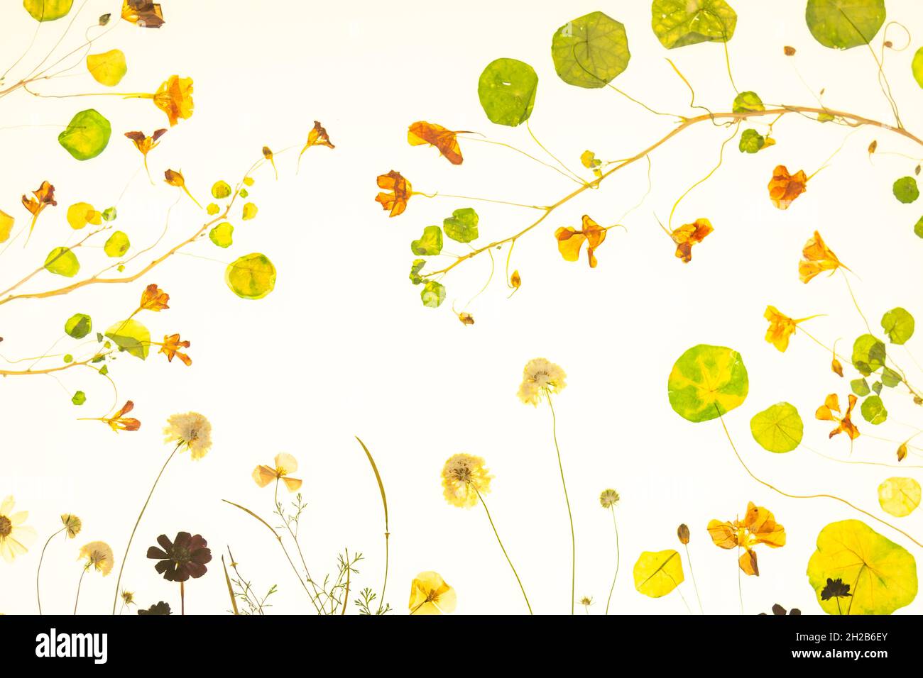 Pressed flowers and leaves on a white background Stock Photo Alamy