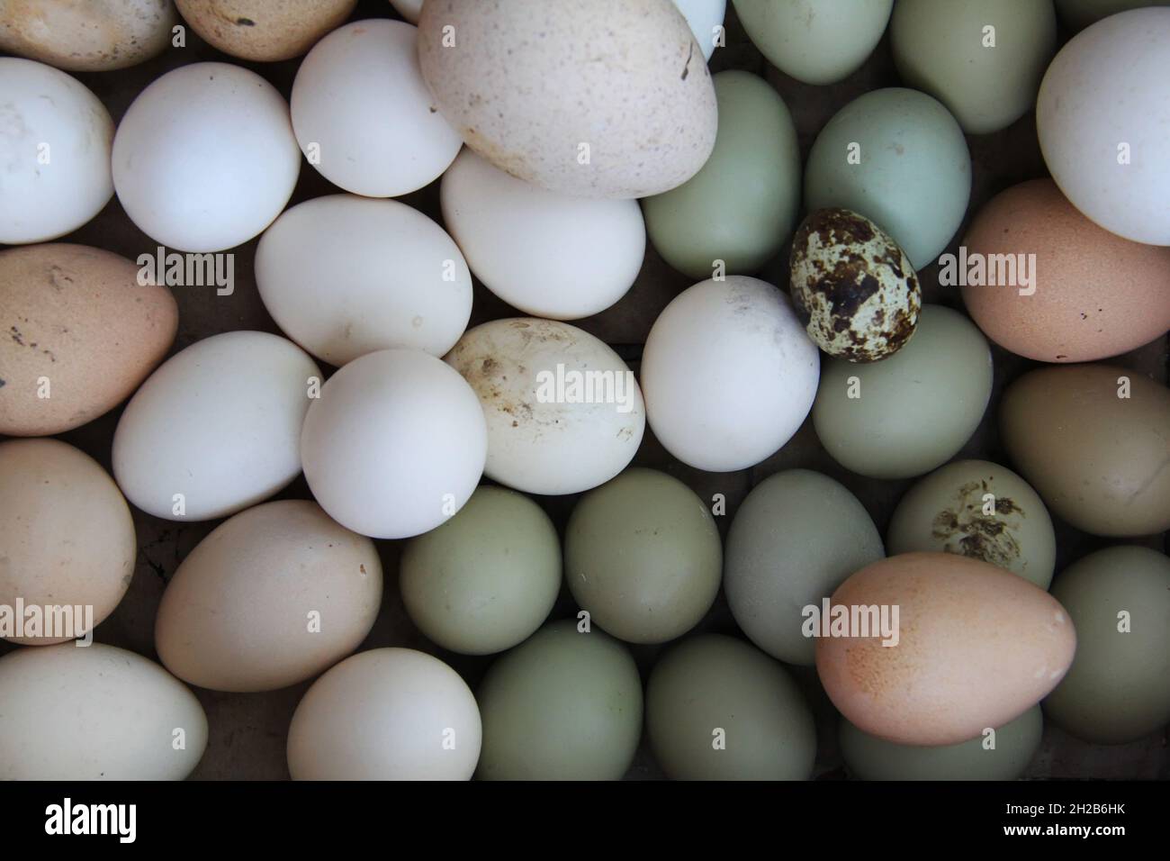 Chicken, goose, quail and pheasant eggs in one basket Stock Photo