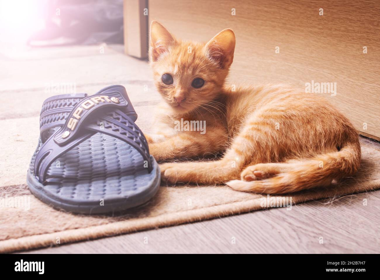 Cat Lover's Dream: Cat Shaped Slippers for Cozy Feet – Slipper Slappers