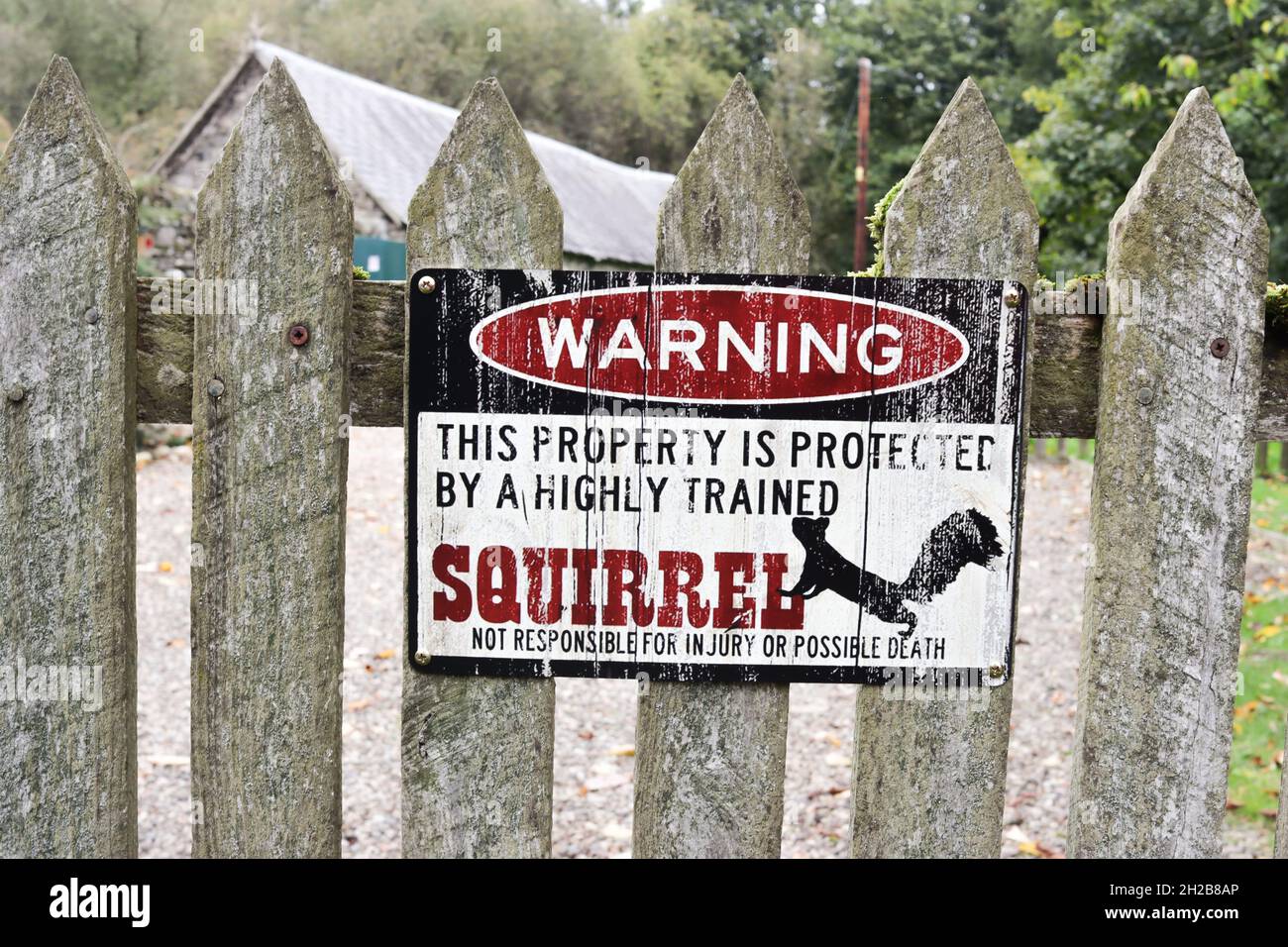 Squirrel warning in Scotland. Sign on a wooden fence. Stock Photo