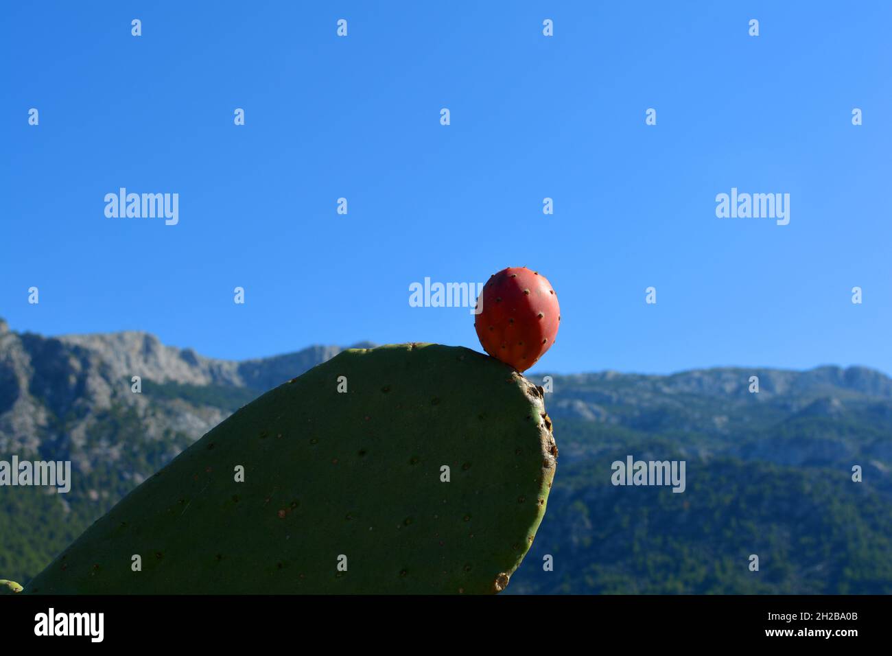 Prickly pear cactus in front of mountain scenery near Soller, Mallorca, Spain Stock Photo
