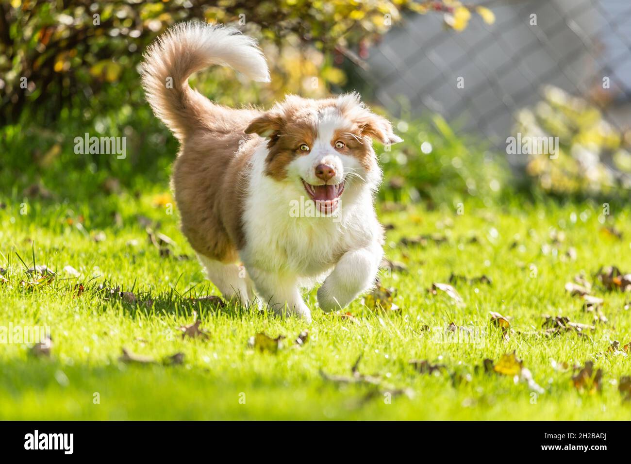 Portrait of a cute little australian shepherd puppy dog in a garden outdoors Stock Photo Alamy