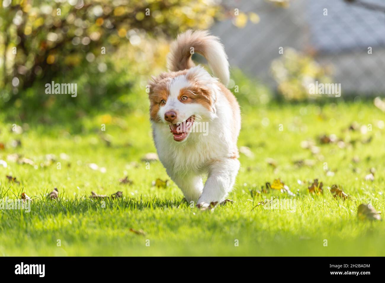 Portrait of a cute little australian shepherd puppy dog in a garden outdoors Stock Photo Alamy