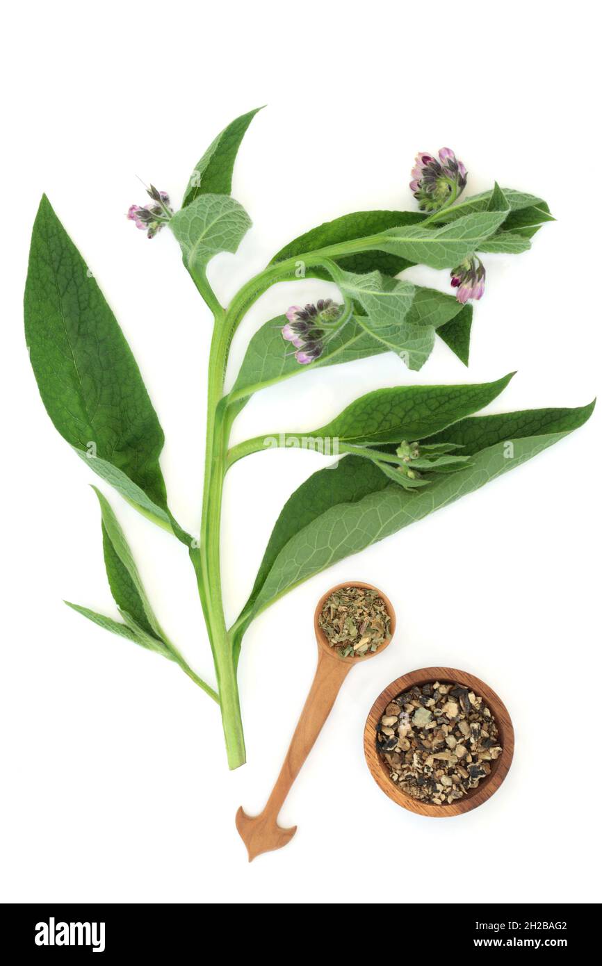 Comfrey herb leaf and root used in herbal plant medicine to treat skin