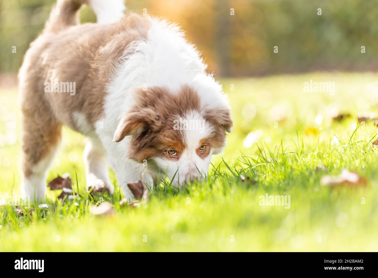 Portrait of a cute little australian shepherd puppy dog in a garden outdoors Stock Photo Alamy