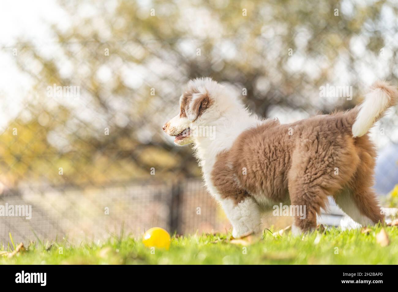 Portrait of a brown tabby australian shepherd puppy playing in a garden outdoors Stock Photo