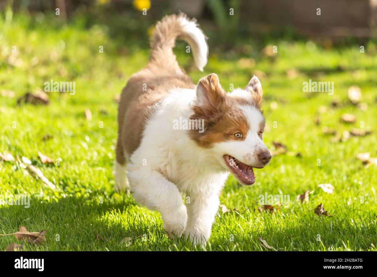 Portrait of a cute little australian shepherd puppy dog in a garden outdoors Stock Photo Alamy