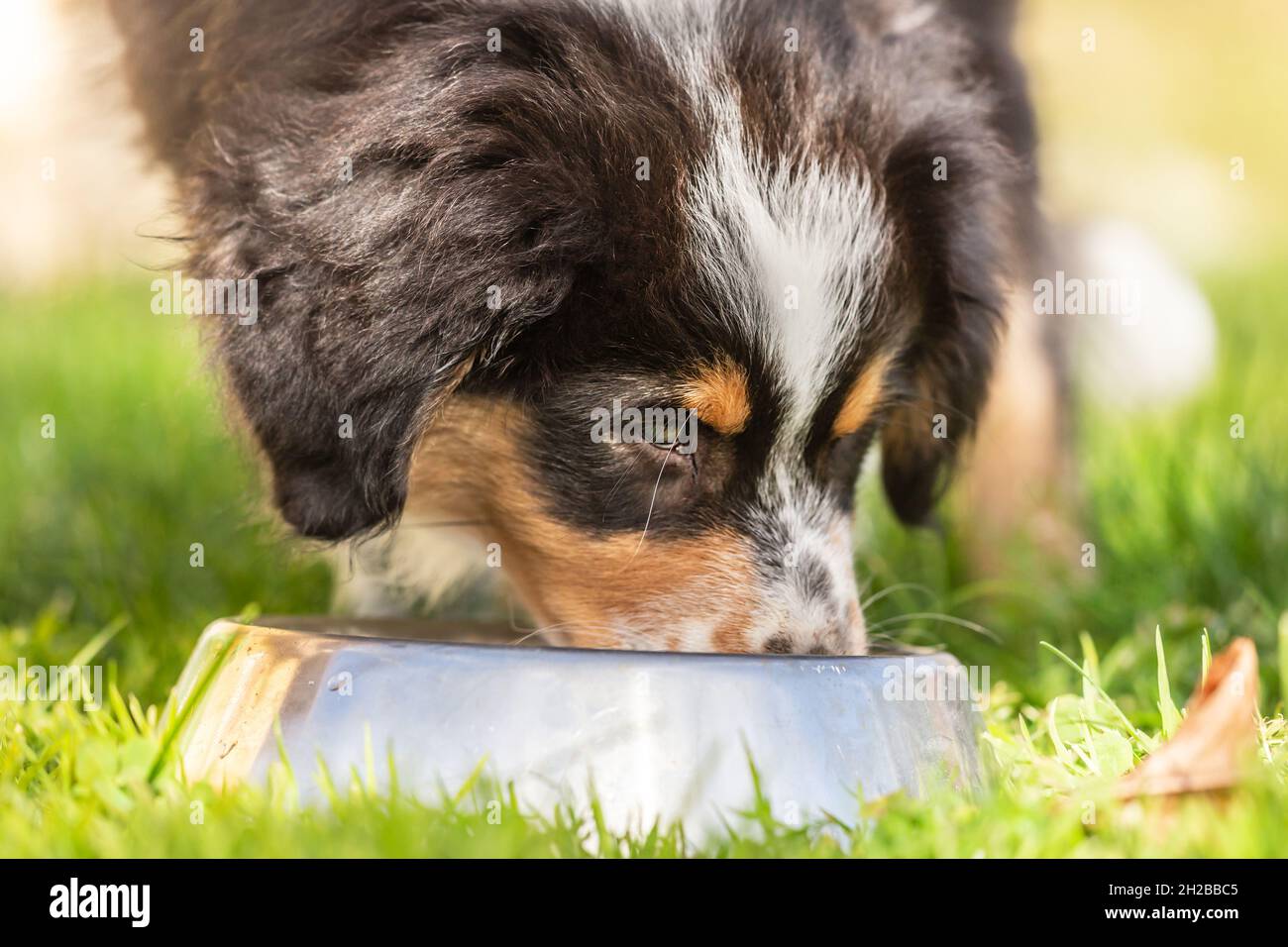 Should Dogs Share Water Bowls