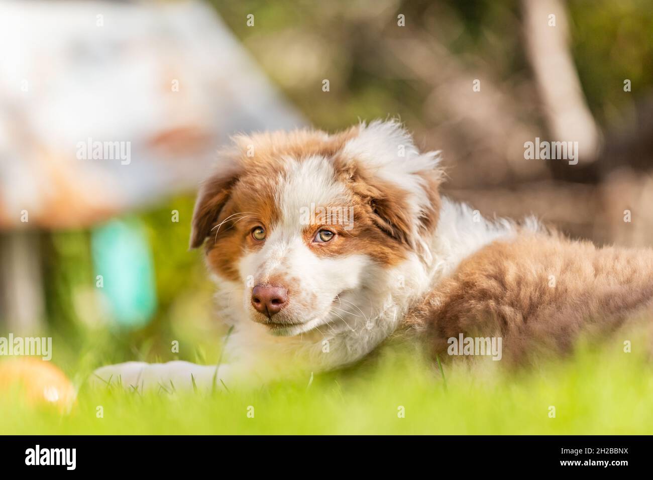 Portrait of a cute little australian shepherd puppy dog in a garden