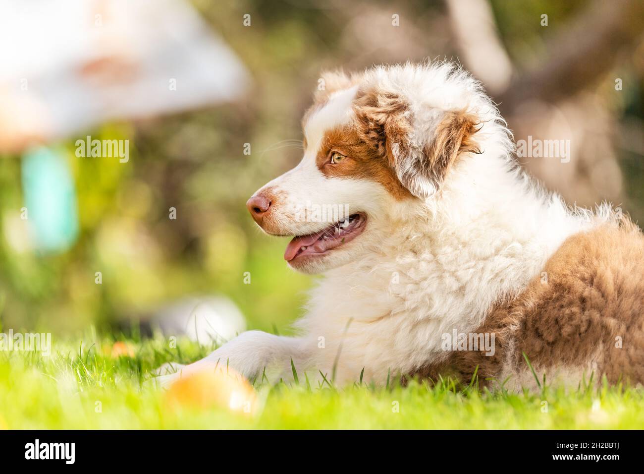 Portrait of a cute little australian shepherd puppy dog in a garden outdoors Stock Photo Alamy