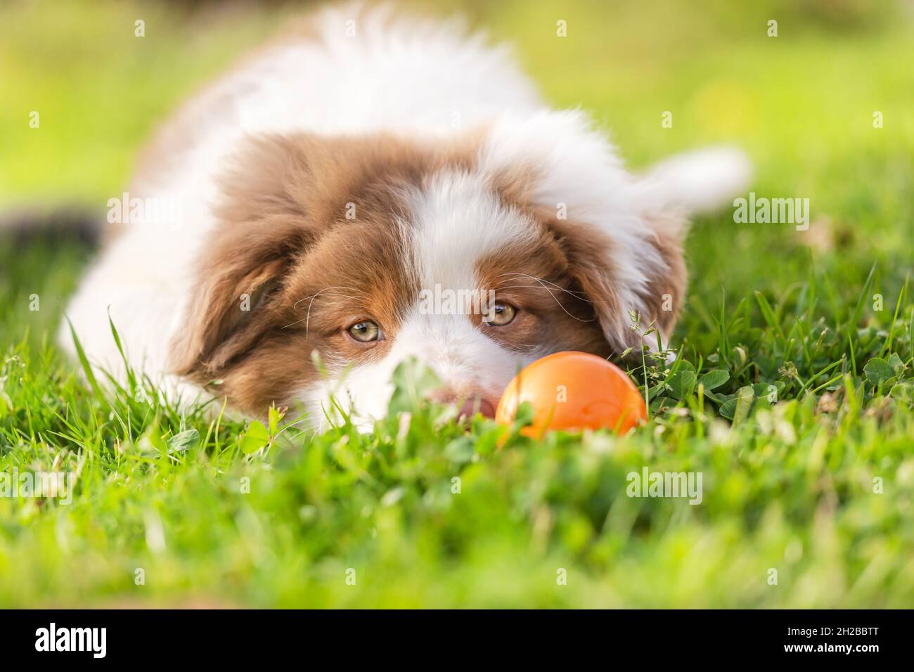 Close-up of a cute australian shepherd puppy dog playing with a ball in a garden outdoors Stock Photo