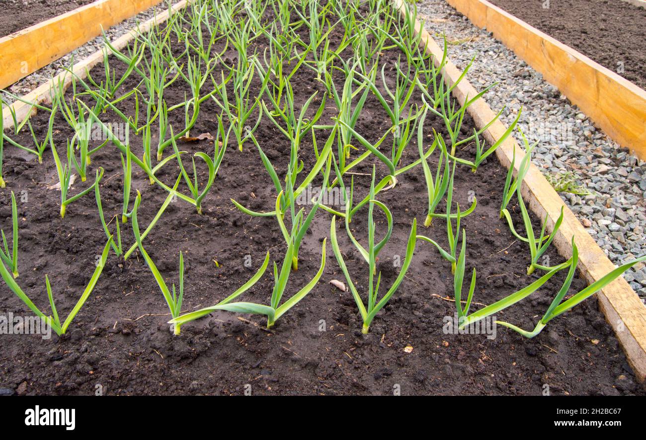 Cultivation of garlic and onions, wooden beds for growing vegetables in