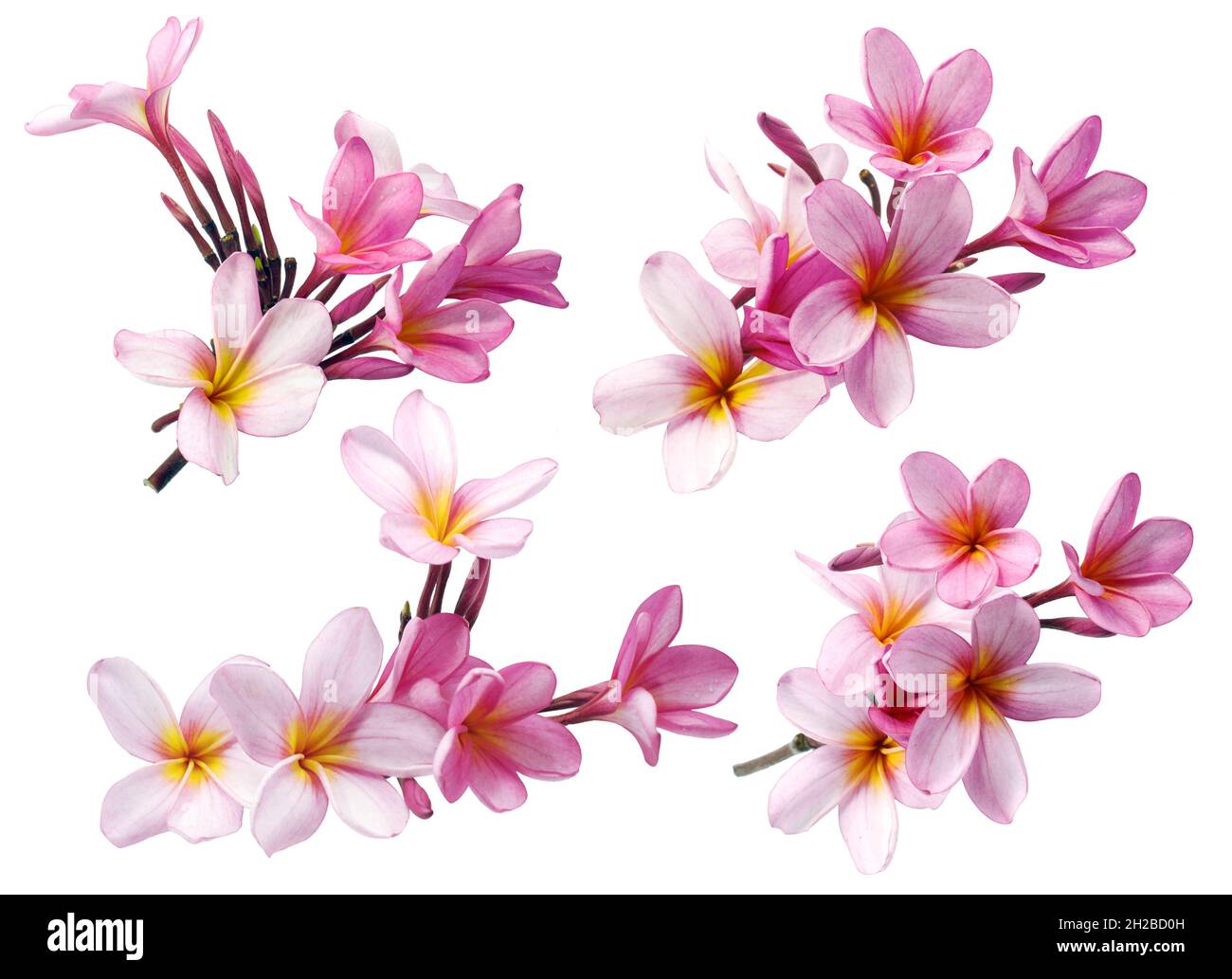 Frangipani or Plumeria flower isolated on white background Stock Photo ...