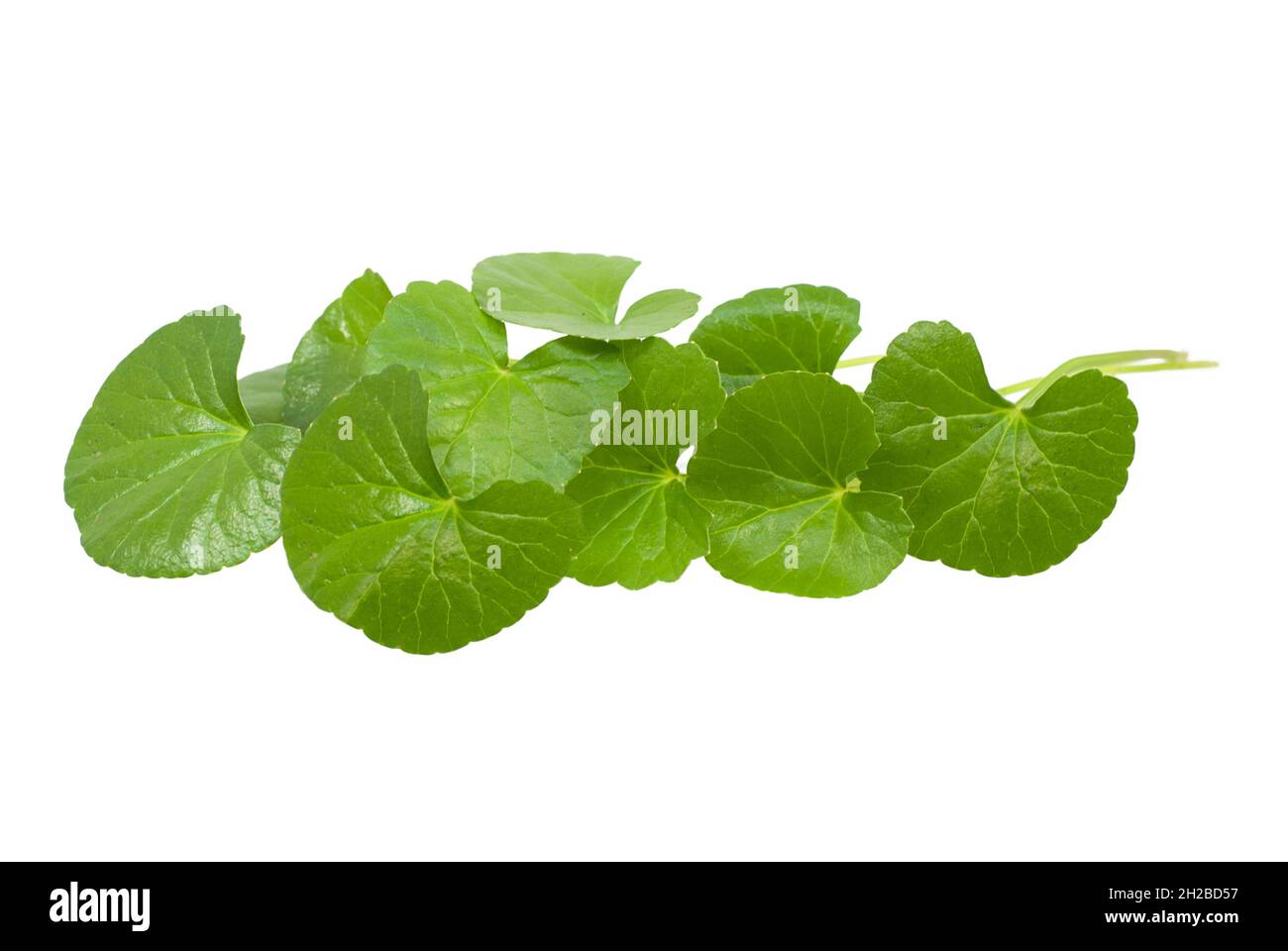 Centella asiatica isolated on white background Stock Photo