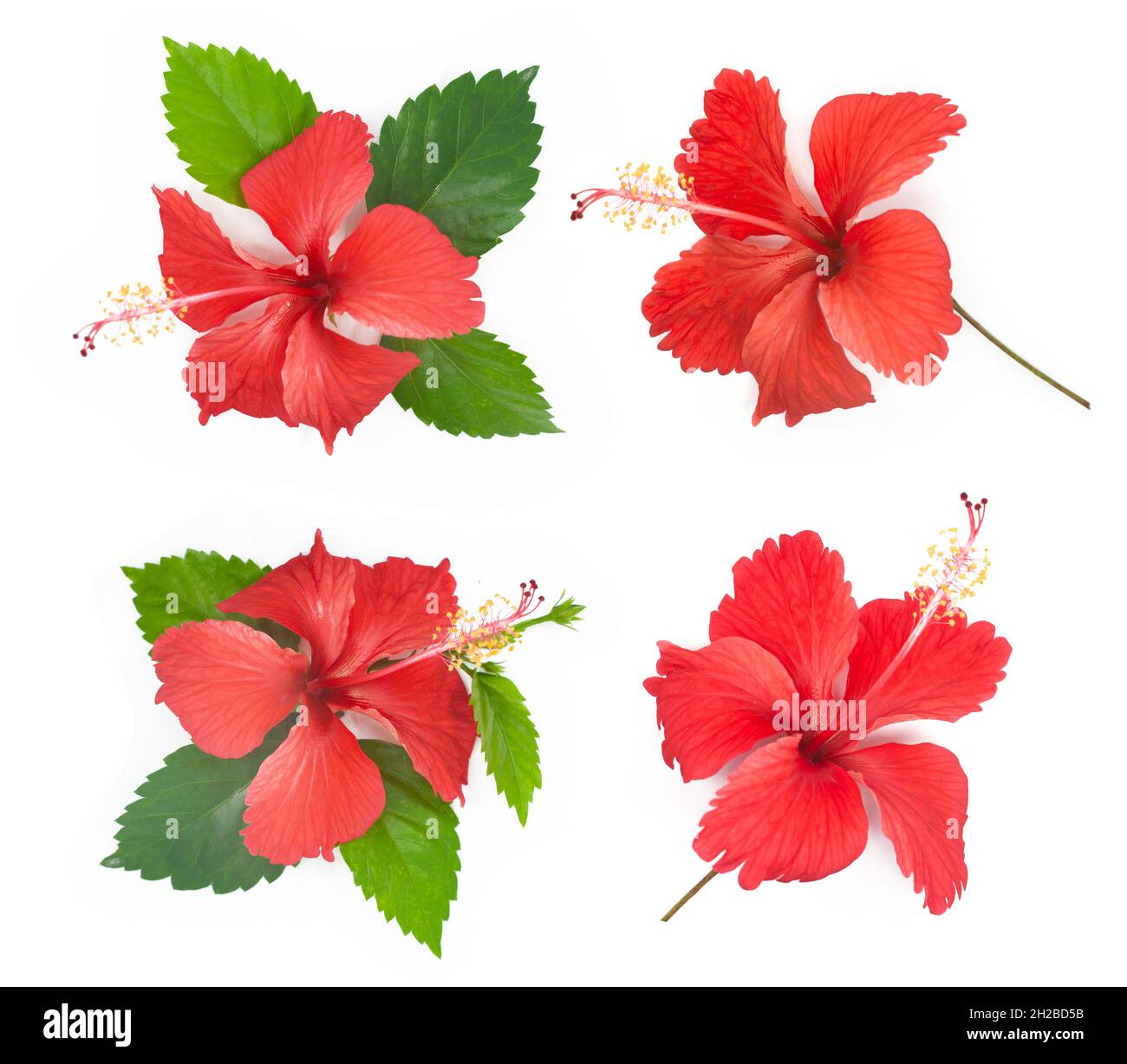 Hibiscus flower isolated on white background Stock Photo