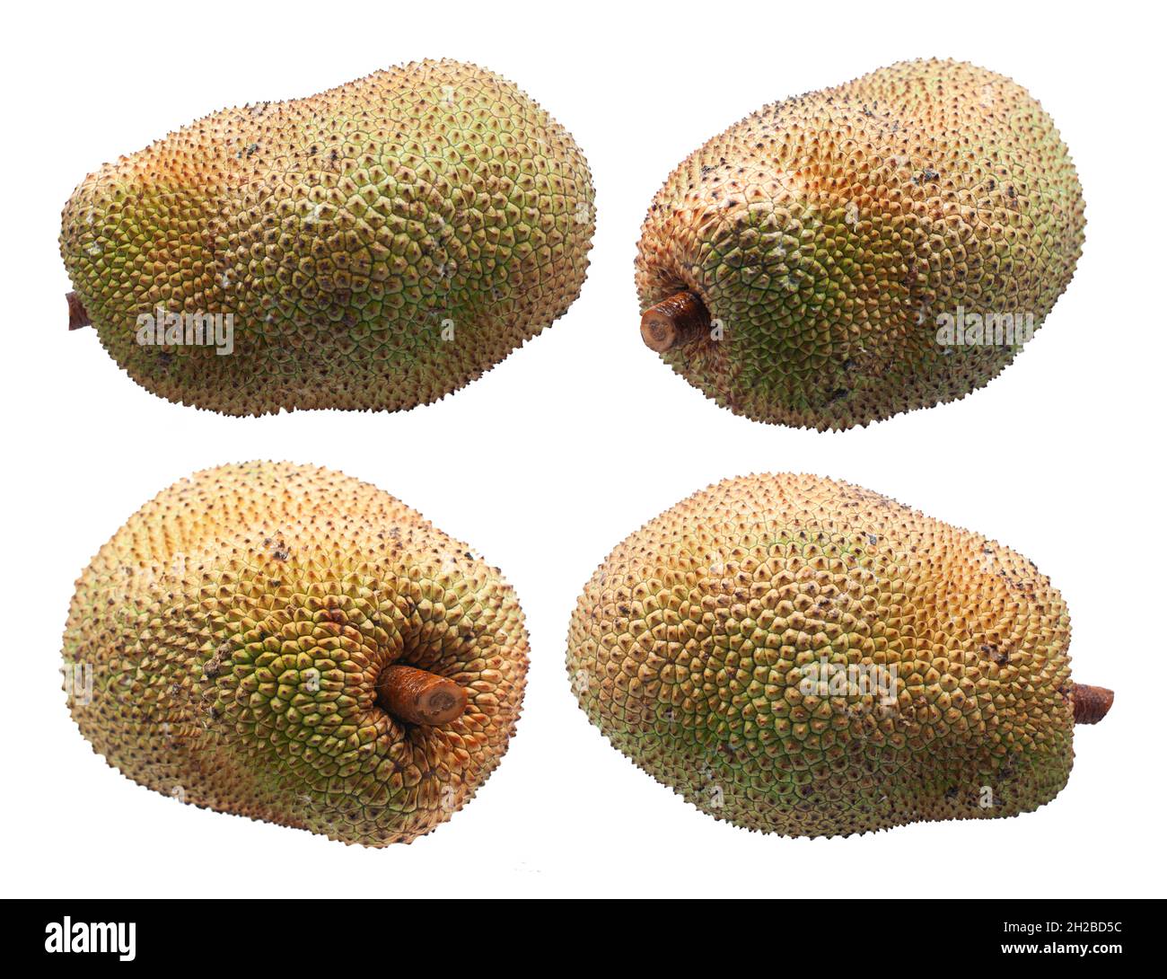 jackfruit isolated on white background. Stock Photo