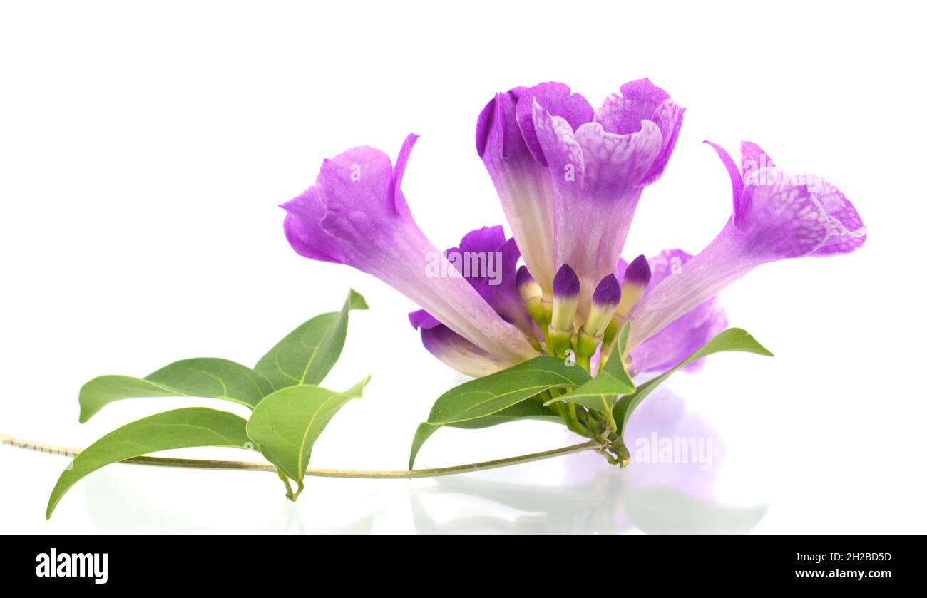 Mansoa alliacea Flower isolated on white background Stock Photo