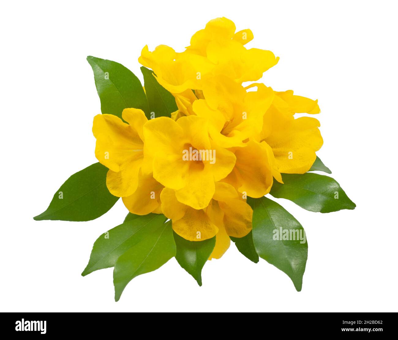 Tecoma stans flower isolated on white background Stock Photo