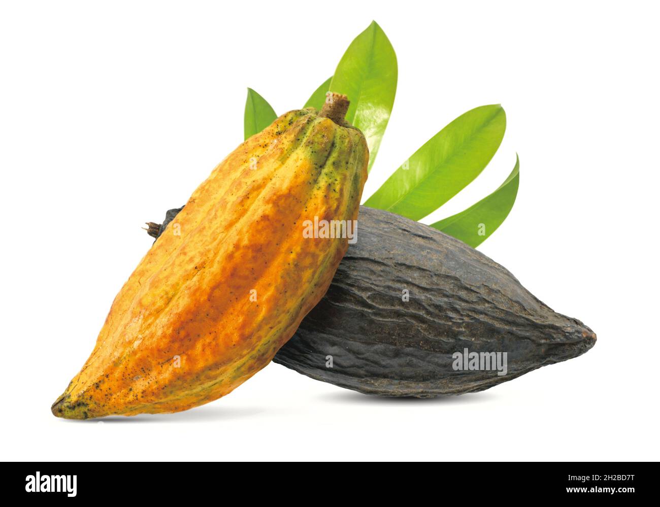 Cacao or Cocoa fruits isolated on white background Stock Photo Alamy