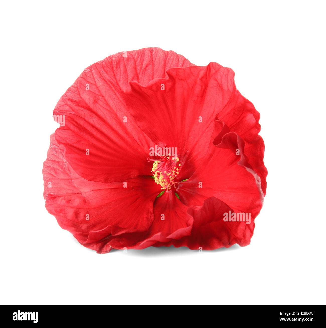 Beautiful red hibiscus flower on white background Stock Photo - Alamy