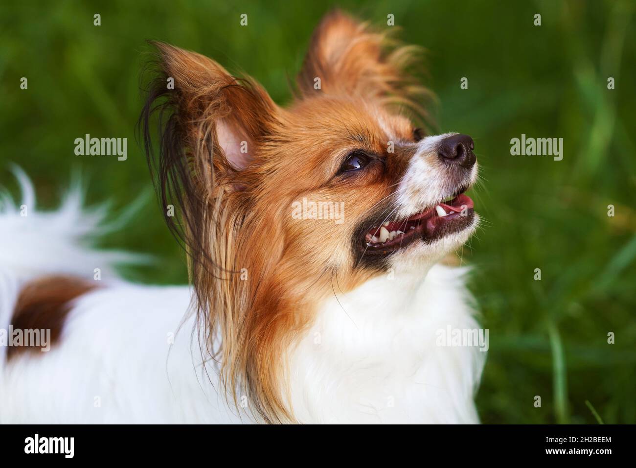 Portrait of The Papillon Dog, the Continental Toy Spaniel.  Pet animals. Purebred dog.  Sunset. Copy space. Stock Photo
