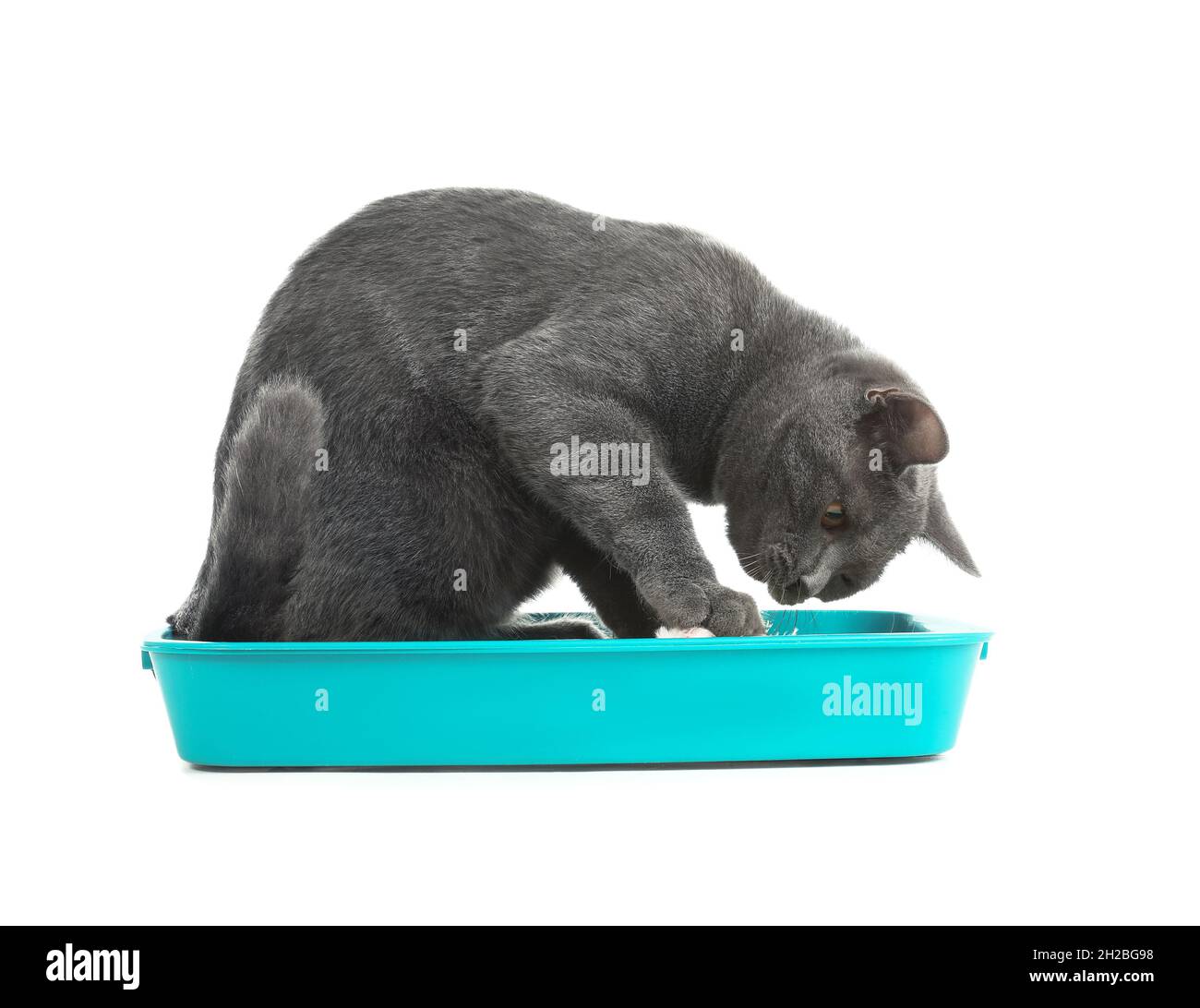 Cat digging in pet toilet on white background Stock Photo Alamy