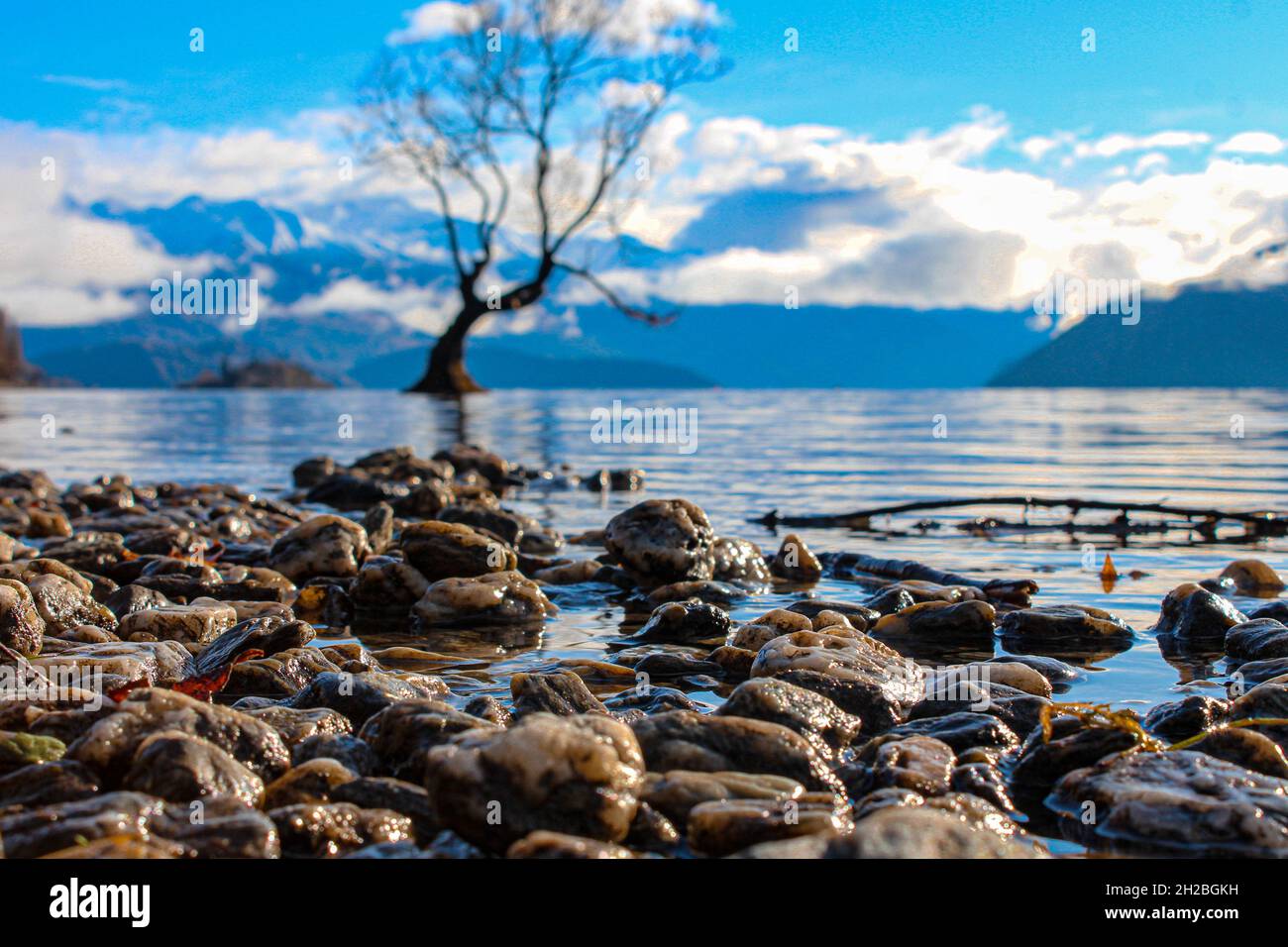 Beautiful Lake Wanaka and the most photographed tree in NZ Stock Photo