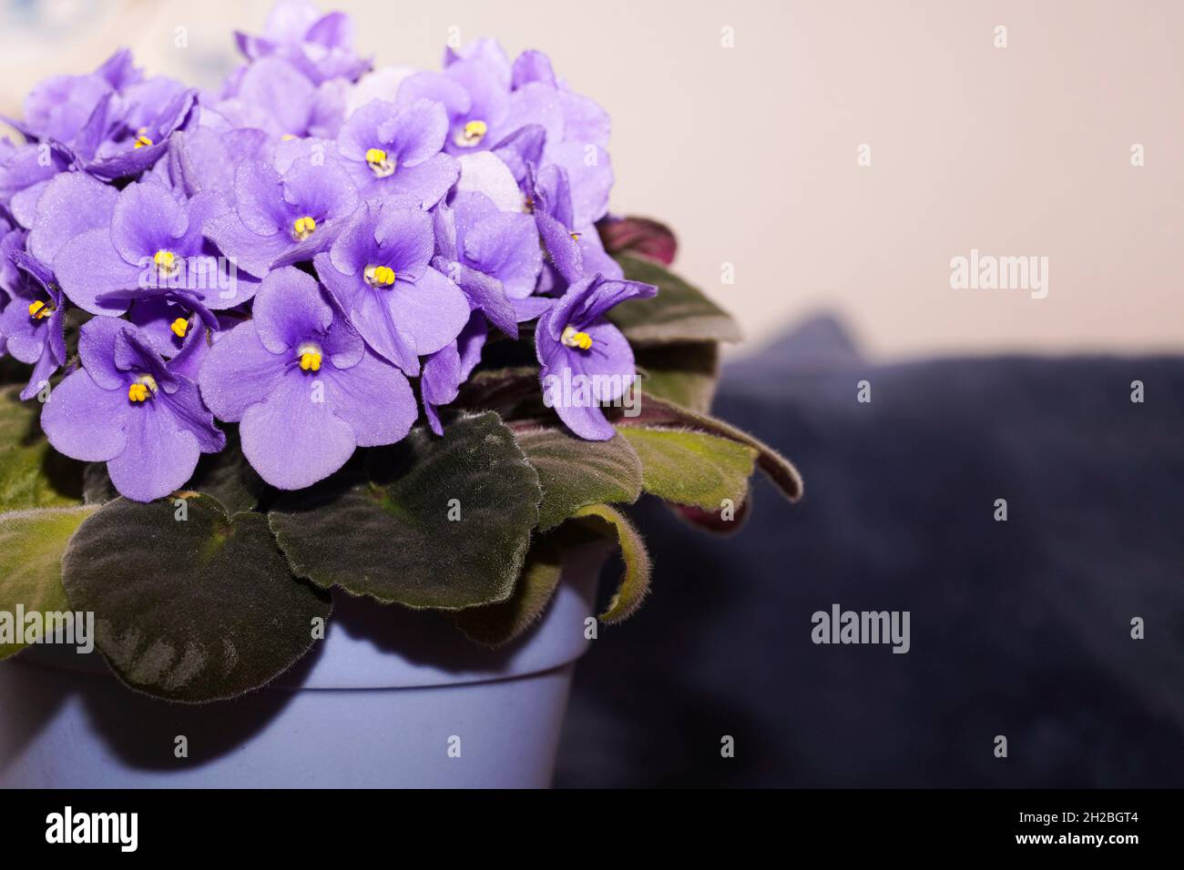 Potted Violet Saintpaulias flowers commonly known as African violets Parma violets, Violet purple lilac flower background. Summer concept. Copy space. Stock Photo