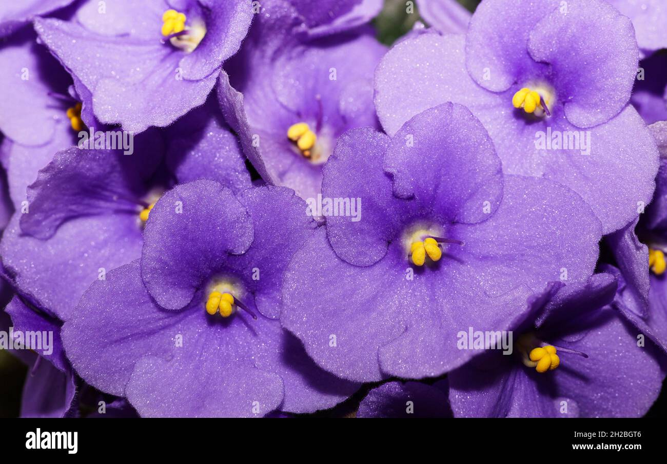 Violet Saintpaulias flowers commonly known as African violets Parma