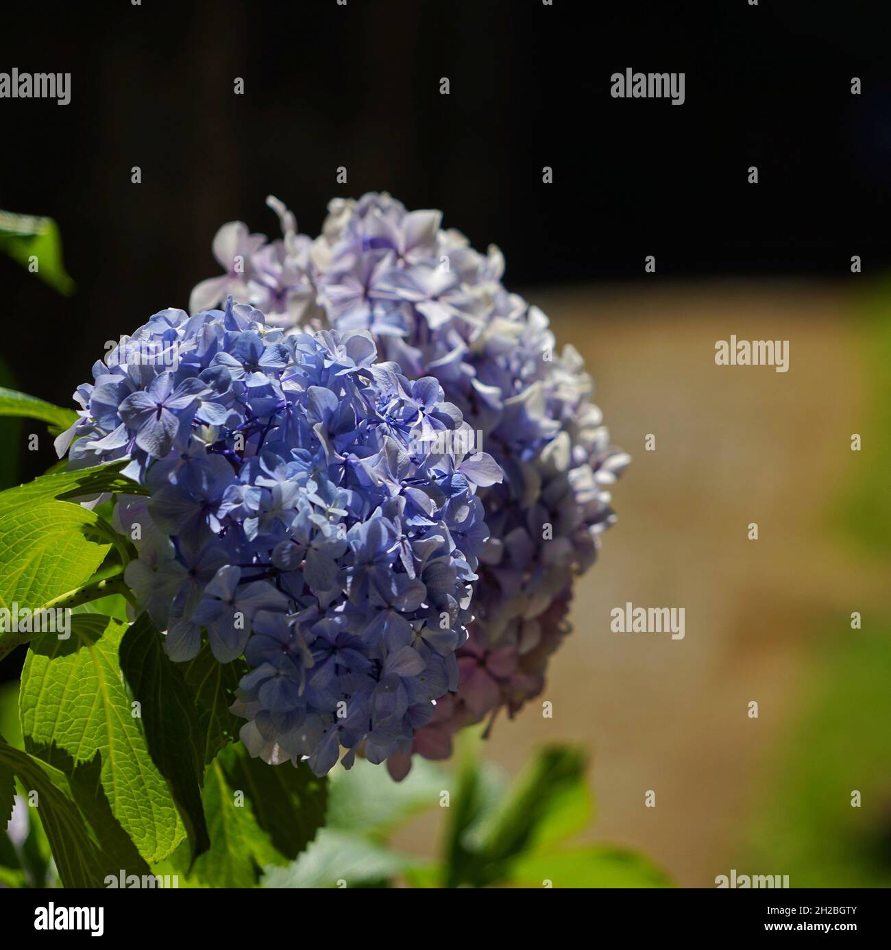 Beautiful hydrangea flowers in the garden Stock Photo - Alamy