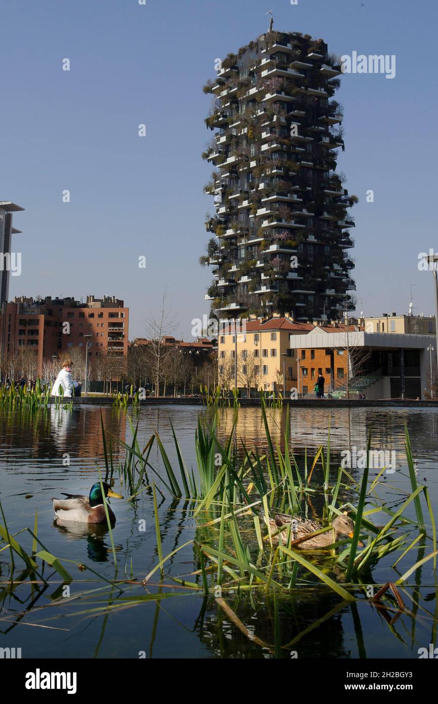 Milan, Italy In the pond of the Biblioteca degli Alberi Park, piazza Gae Aulenti, a pair of German ducks (Anas platyrhynchos). Stock Photo