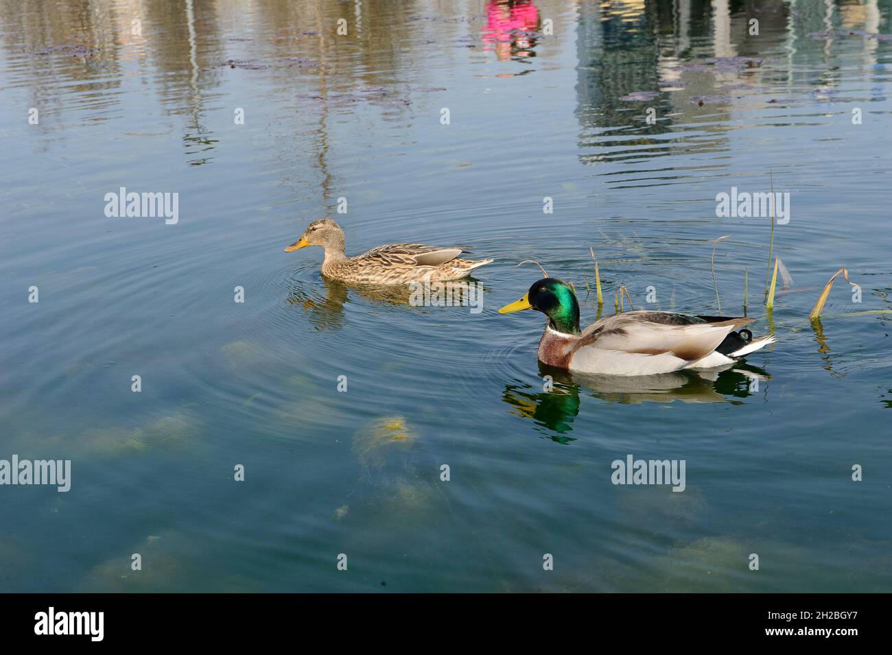 Milan, Italy In the pond of the Biblioteca degli Alberi Park, piazza Gae Aulenti, a pair of German ducks (Anas platyrhynchos). Stock Photo