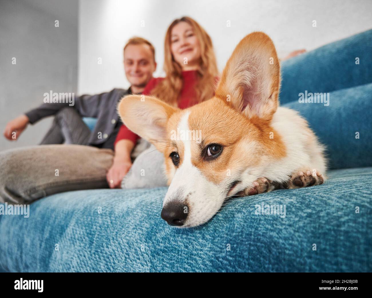 corgi couch